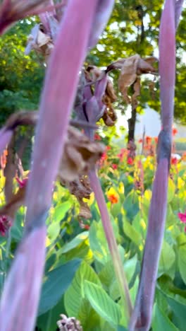 una vista serena de flores coloridas en el parque benjakitti, bangkok, con exuberante vegetación y suave iluminación natural