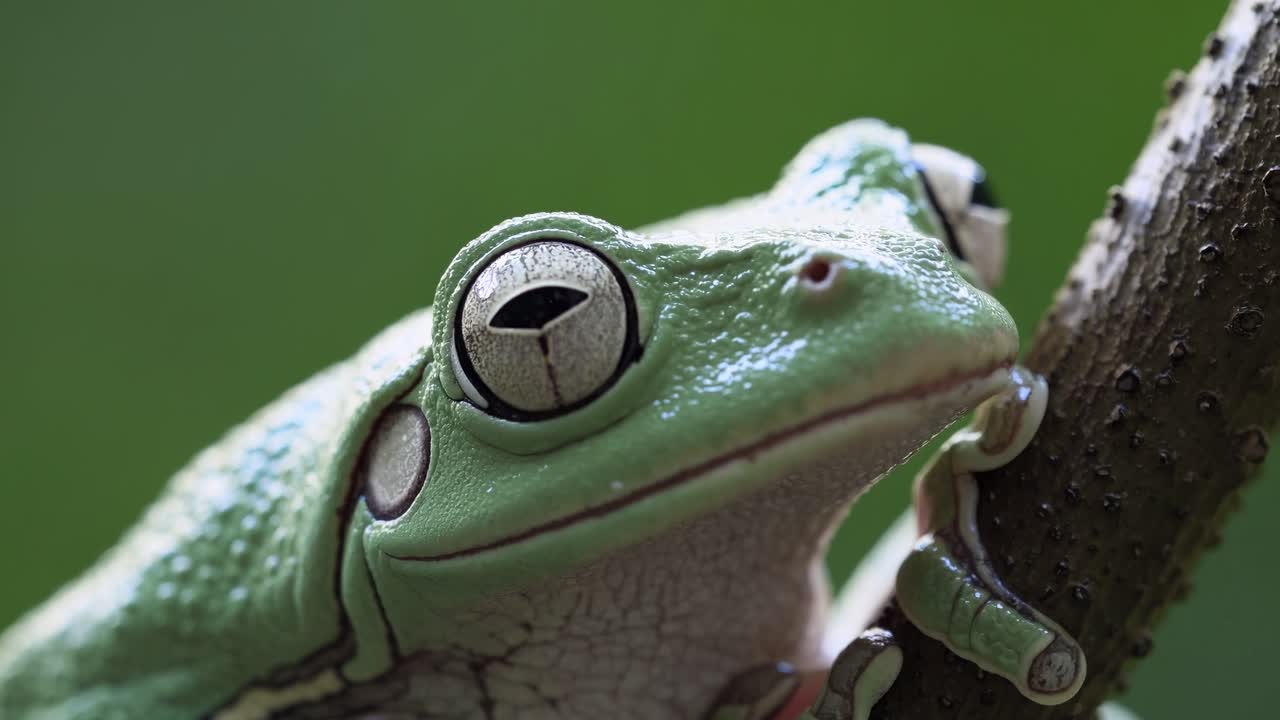 Close-up video of a green tree frog perched on a branch, showcasing its textured skin and vivid