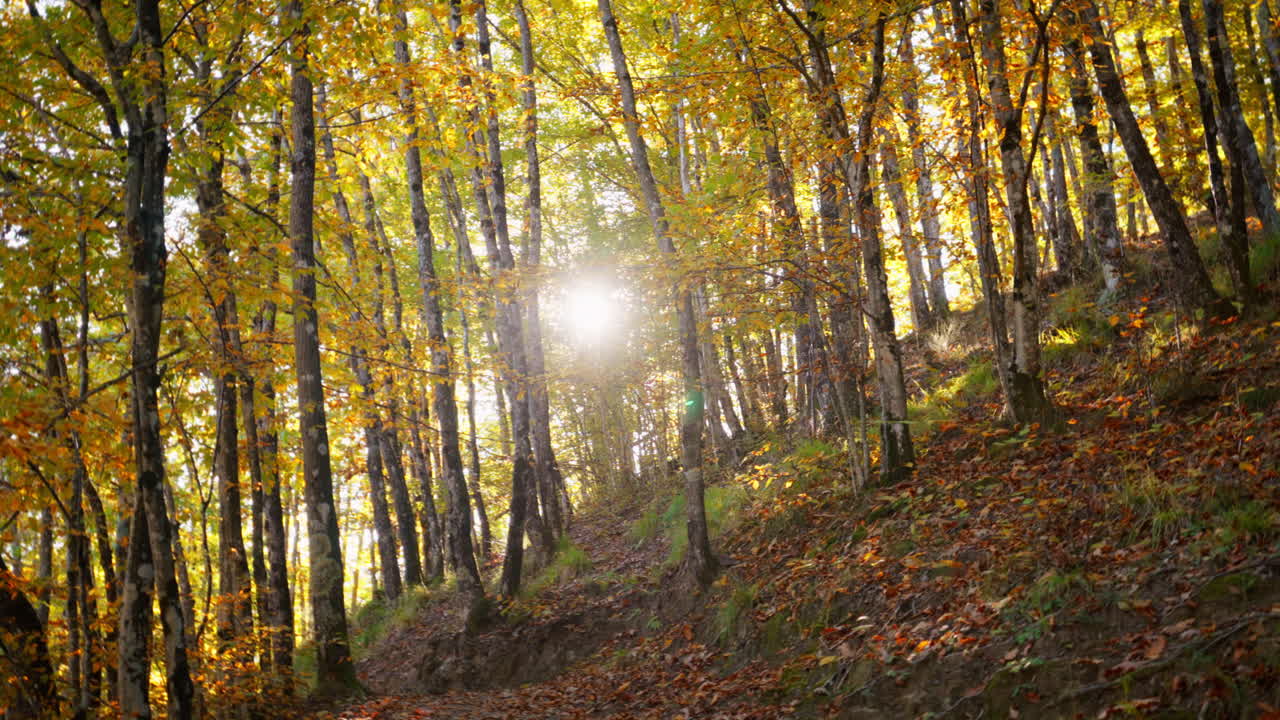Golden sun beams through autumn forest trees, creating a serene mood