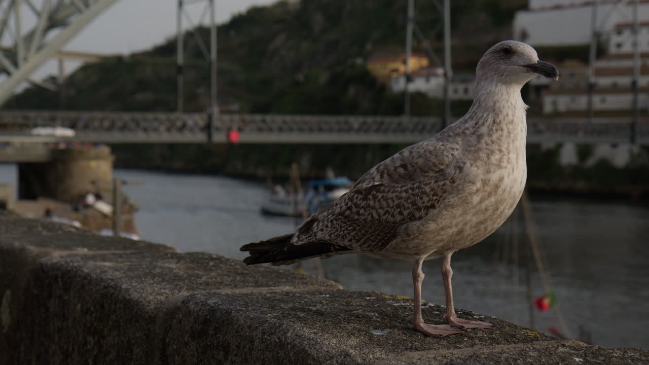 Juvenile European Herring Gull In Vila Nova de Gaia, Portugal. Close-up Shot