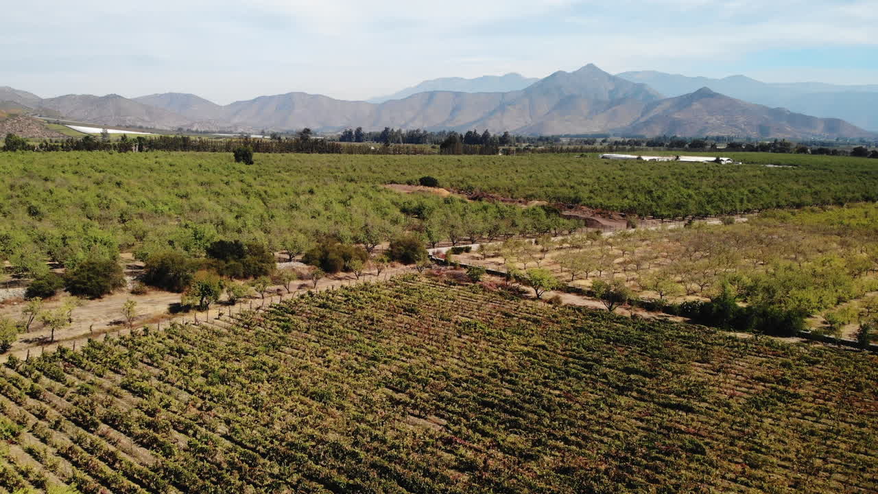 Aerial View of Vineyard Landscape with Mountains