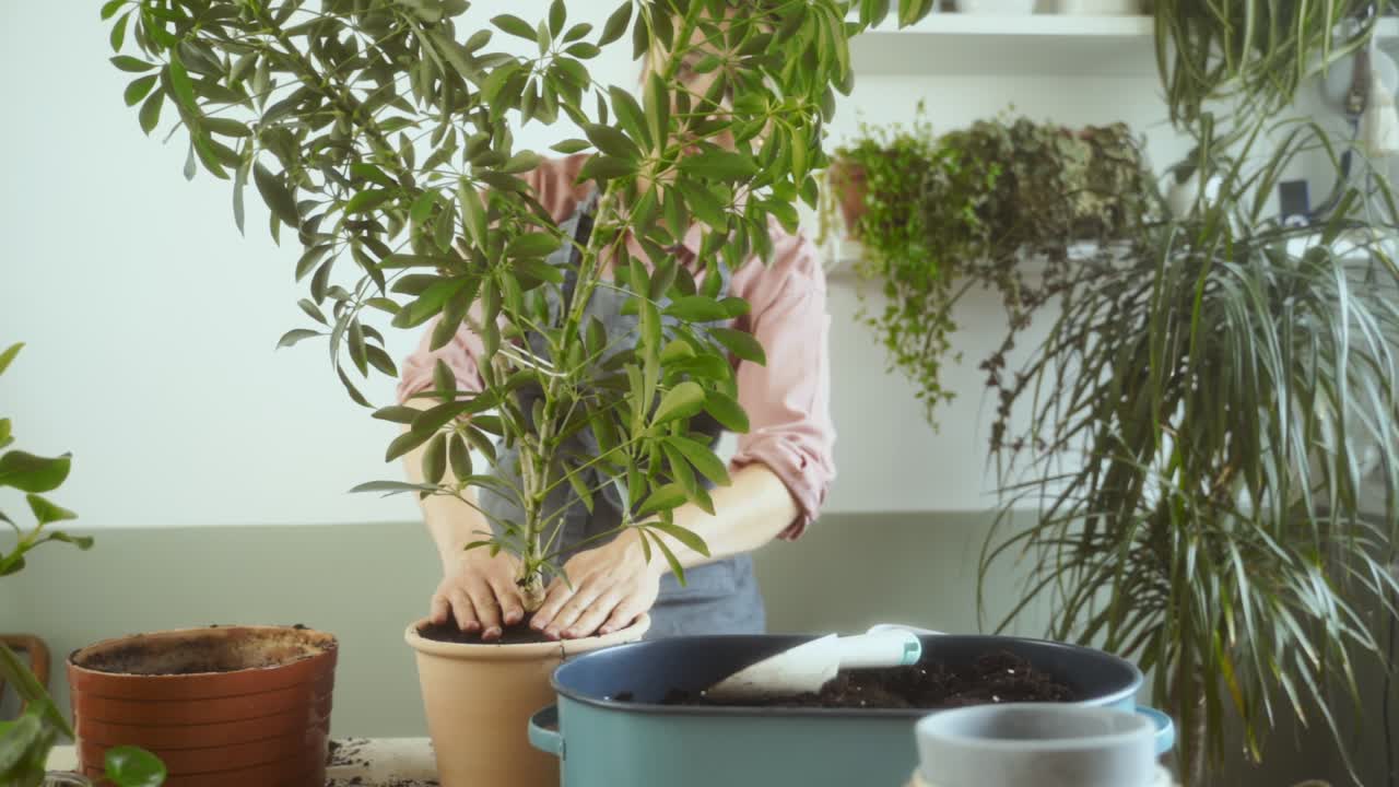 mujer de cultivo plantando la planta schefflera arboricola
