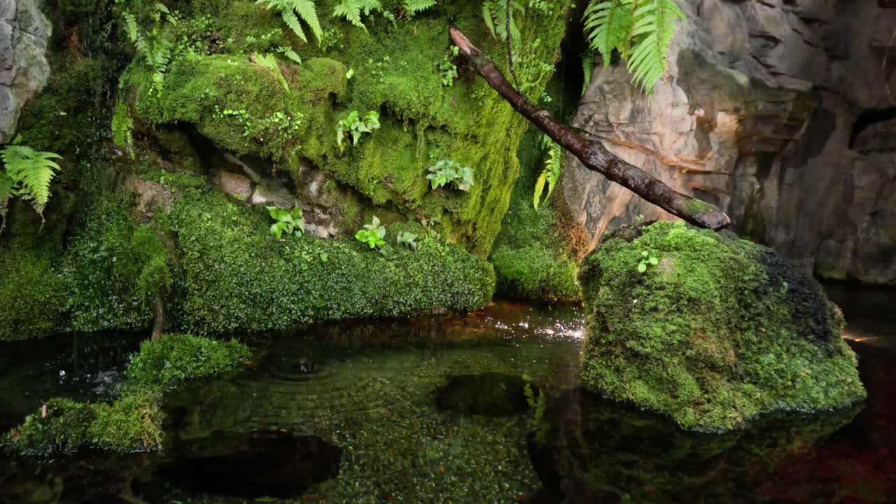 flujo de agua serena sobre rocas y follaje de musgo