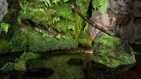 serene water flow over mossy rocks and foliage