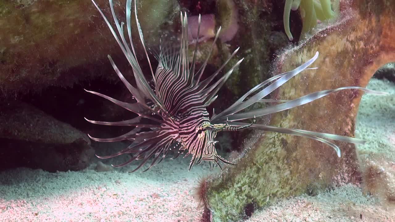 난파선에 lionfish