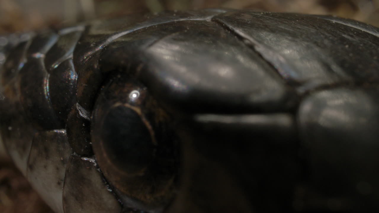 un primerísimo plano macro de serpiente rata negra