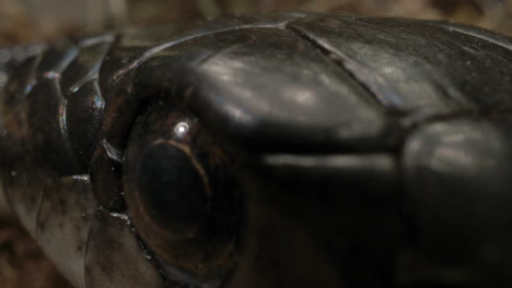 extreme close up macro of black rat snake