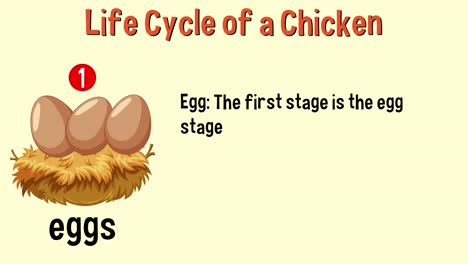 animación educativa de las etapas de la vida de un pollo