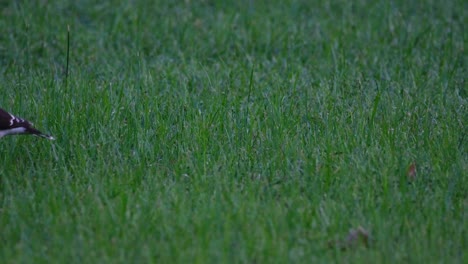 facing the camera while looking for some food as it goes to the left to disappear, black-collared starling gracupica nigricollis, thailand