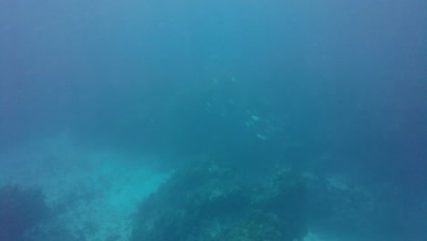 un grupo de peces de colores nadando con gracia en las aguas cristalinas de un vasto océano turquesa