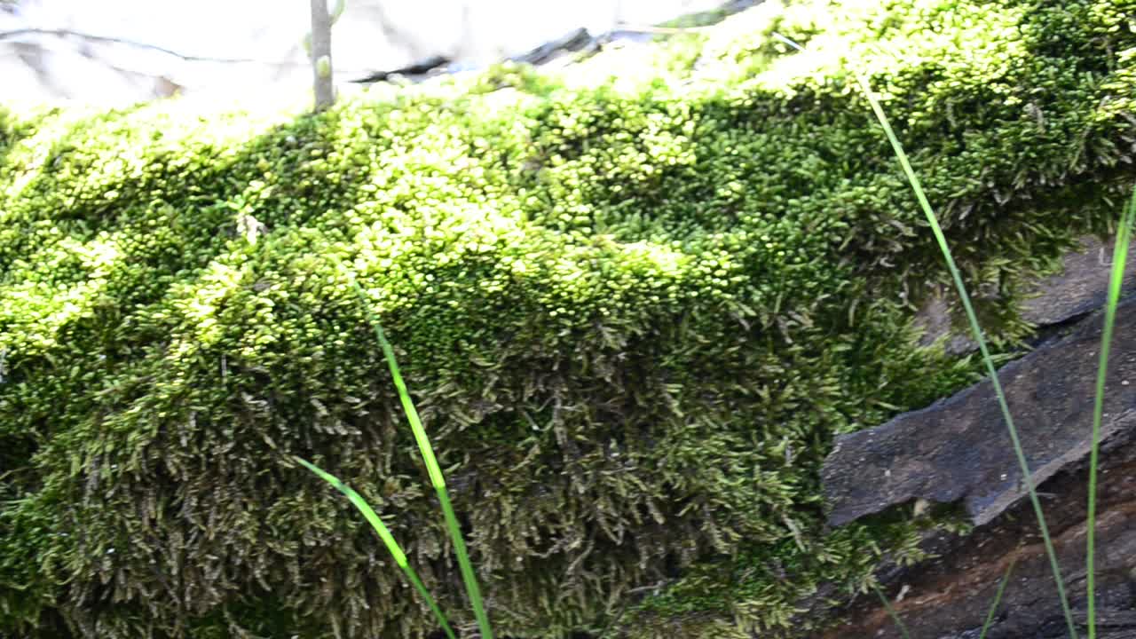 Mose på et tre. Stubbe og blomster.