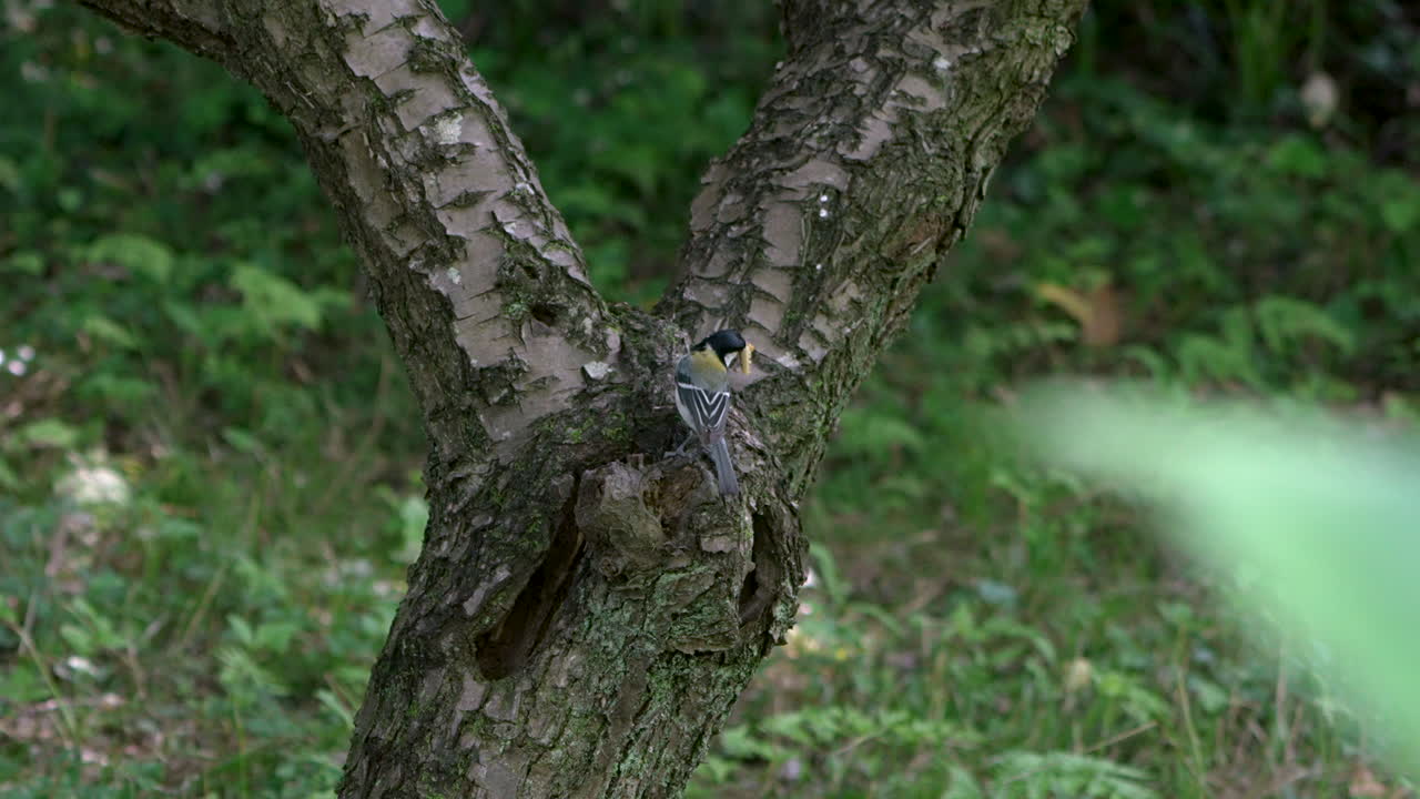 pájaro tit japonés con gusano en su pico tráigalo dentro del nido en el hueco del árbol
