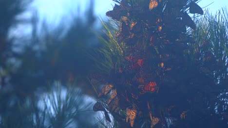 monarch butterflies roosting on a monterey pine tree