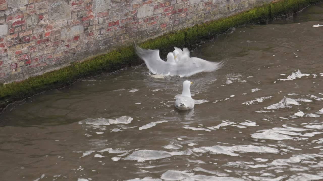 By the old canal where waters glide, bold birds let their tempers collide