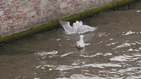 by the old canal where waters glide, bold birds let their tempers collide