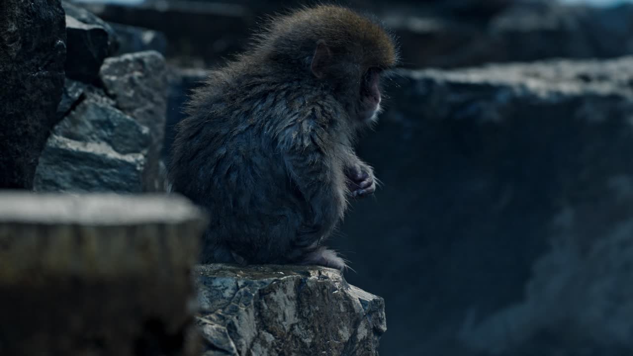 A playful baby snow monkey enjoys the warm volcanic waters of an onsen in Jigokudani, Japan.