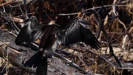 el anhinga extiende las alas para secarse en un tronco