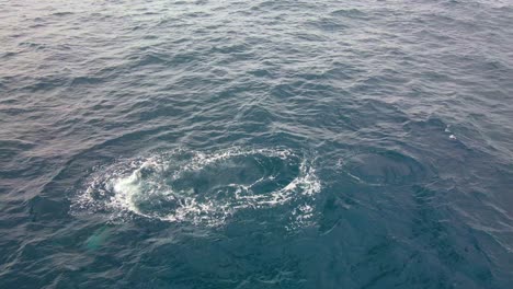 close up of humpback whale blowing - whale comes to the surface of water to breathe