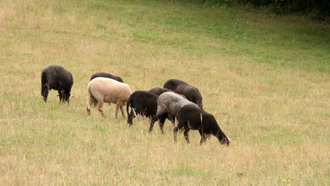 Domestic-sheep-grazing-together-in-a-herd-in-natural-land-in-Dordogne