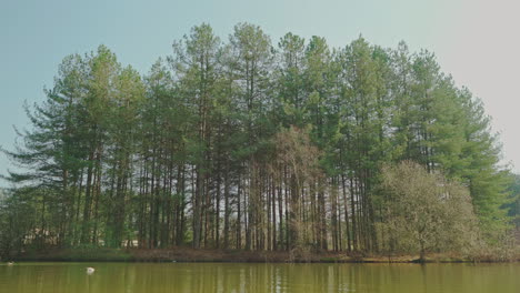 ground wide angle of a grove composed of very tall trees sitting on an island in the middle of a lake with ducks floating on it in the countryside of france