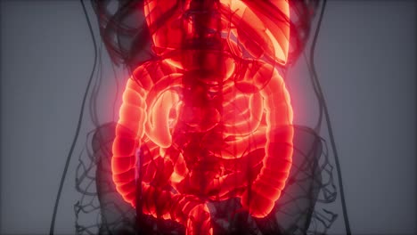 3d illustration of human digestive system parts and functions