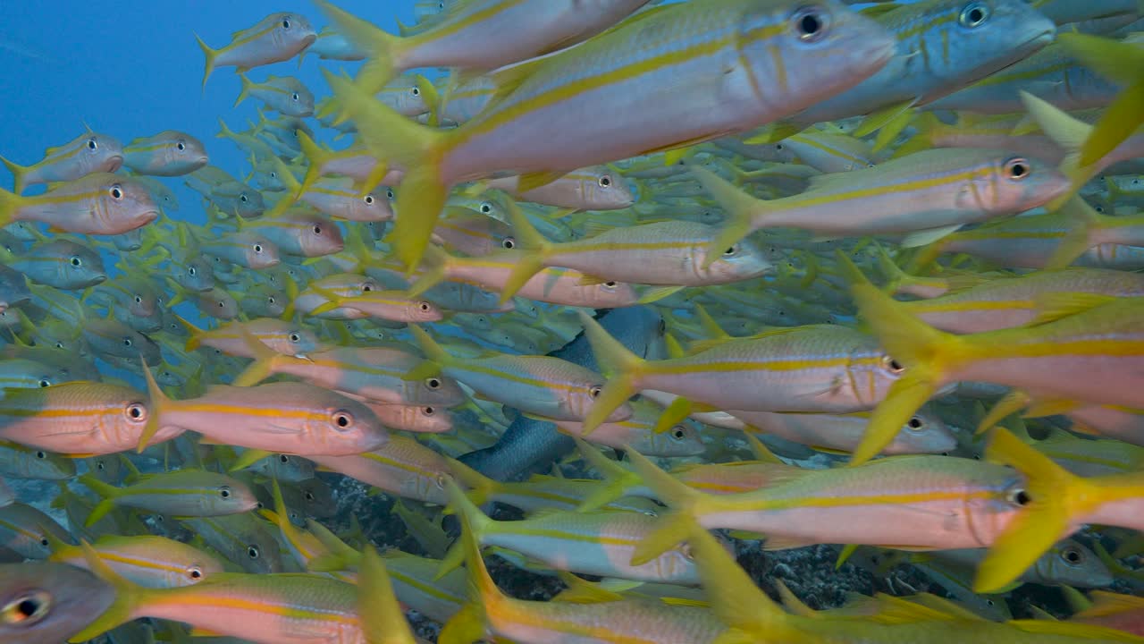 Close slow motion shot of big school of goatfish at the tropical coral reef of Fakarava, French Polynesia