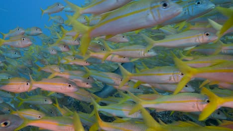 close slow motion shot of big school of goatfish at the tropical coral reef of fakarava, french polynesia