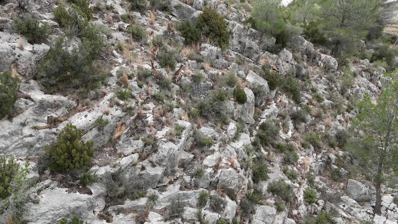 manada de íbex ibérico corriendo por las montañas
