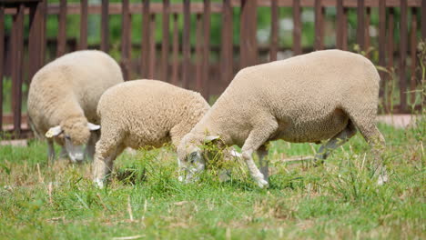 rebaño de ovejas de ile-de-france pastando hierba al aire libre en una granja