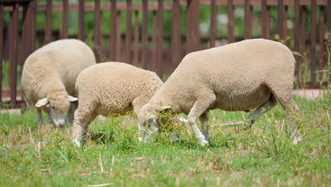 herd of ile-de-france sheep grazing grass outdoors in a farm