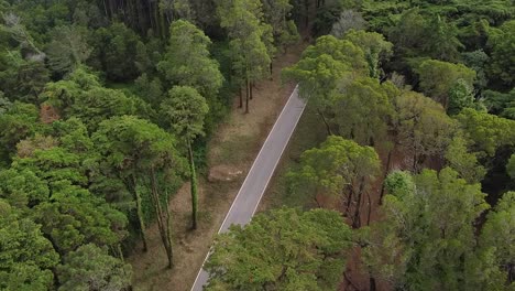 aerial descending shot of beautiful empty road surrounded by lush forest vegetation, sintra