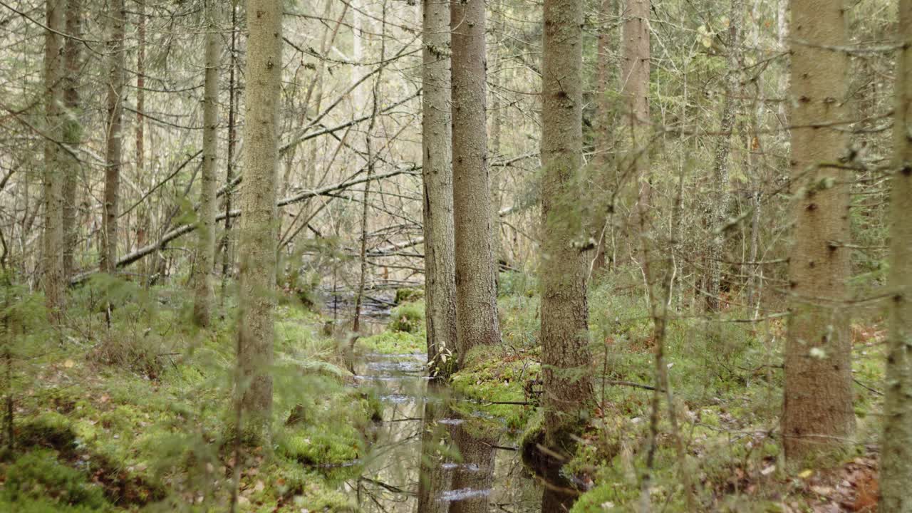 Stream down Green Forest with evergreen trees - Jyvaskyla Finland