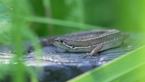 Makro-Einer-Japanischen-Graseidechse,-Umgeben-Von-Grünen-Blättern-In-Tokio