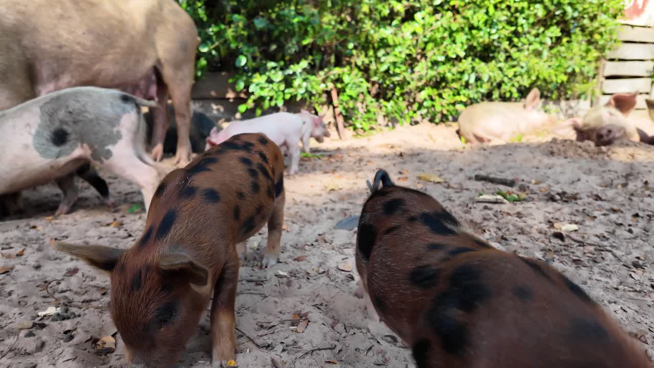 Piglet Feeding: Cute Piglet Eating a Fallen Mango on the Ground