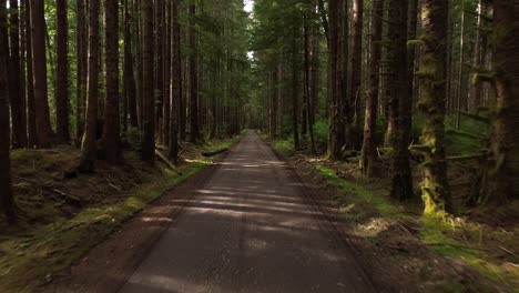 Forest-Road-Between-Tall-Alder-Trees-Sunlit-in-Summer-in-Sandpit,-Canada