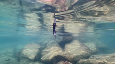 close up view of an injured cichlid swimming near the surface of lake malawi.