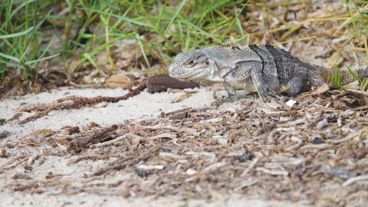 Iguana Feeding and Eating Sand Fleas on Beach