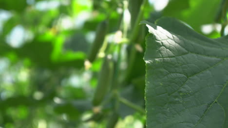 Moving-from-right-to-left,-a-green-leaf-in-the-foreground-behind-it-reveals-a-small-cucumber