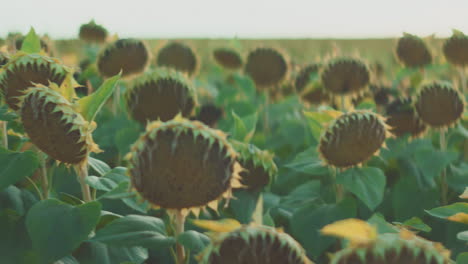 dried sunflower field