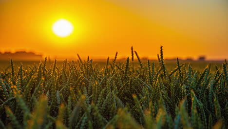 green wheat fields with glowing sunset horizon