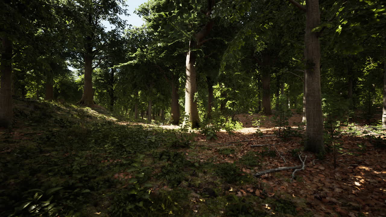 Le ultime luci del giorno che penetrano un bosco antico, subito dopo la pioggia.