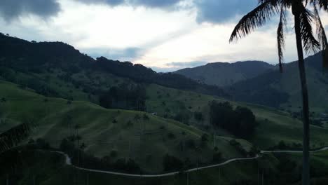 flying in between two gigantic wax palms in valle de la samaria near the town of salamina in the caldas department of the coffee axis in colombia