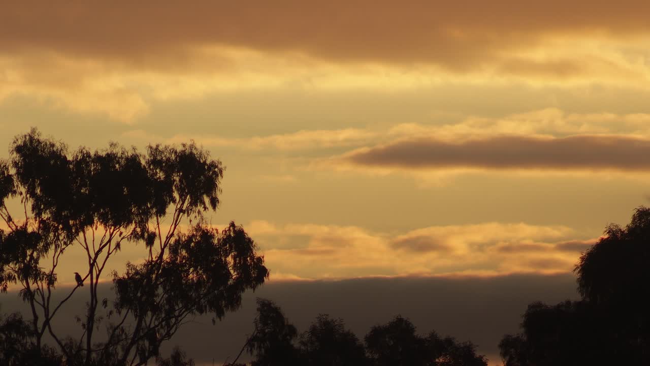 el atardecer australiano hora de oro pájaro posado en grandes nubes de árbol de goma en el cielo australia maffra gippsland victoria