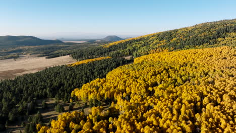 sunlight illuminates aspen grove and coniferous tree stand by open meadow, fall background