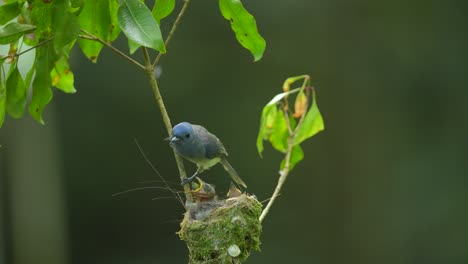 un pájaro monarca de cuello negro comparte comida con sus tres hijos en el nido y luego vuela