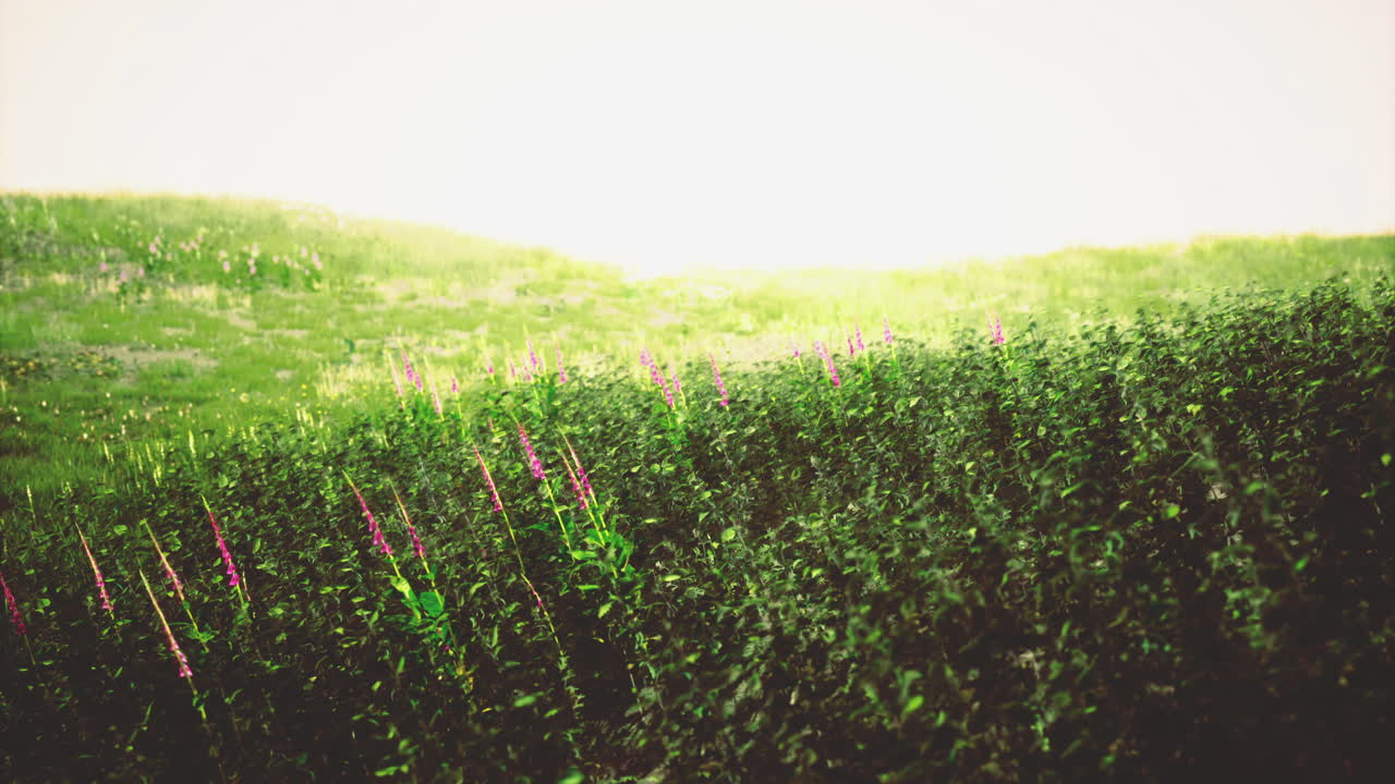 Vibrant green landscape with wildflowers under bright sunlight at dusk