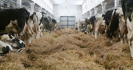 milky cows ready for milking on farm milk production