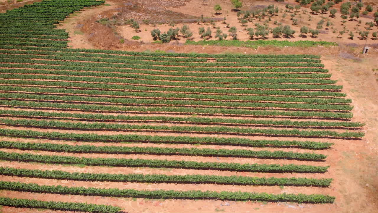 Vineyard field in the desert Aerial view