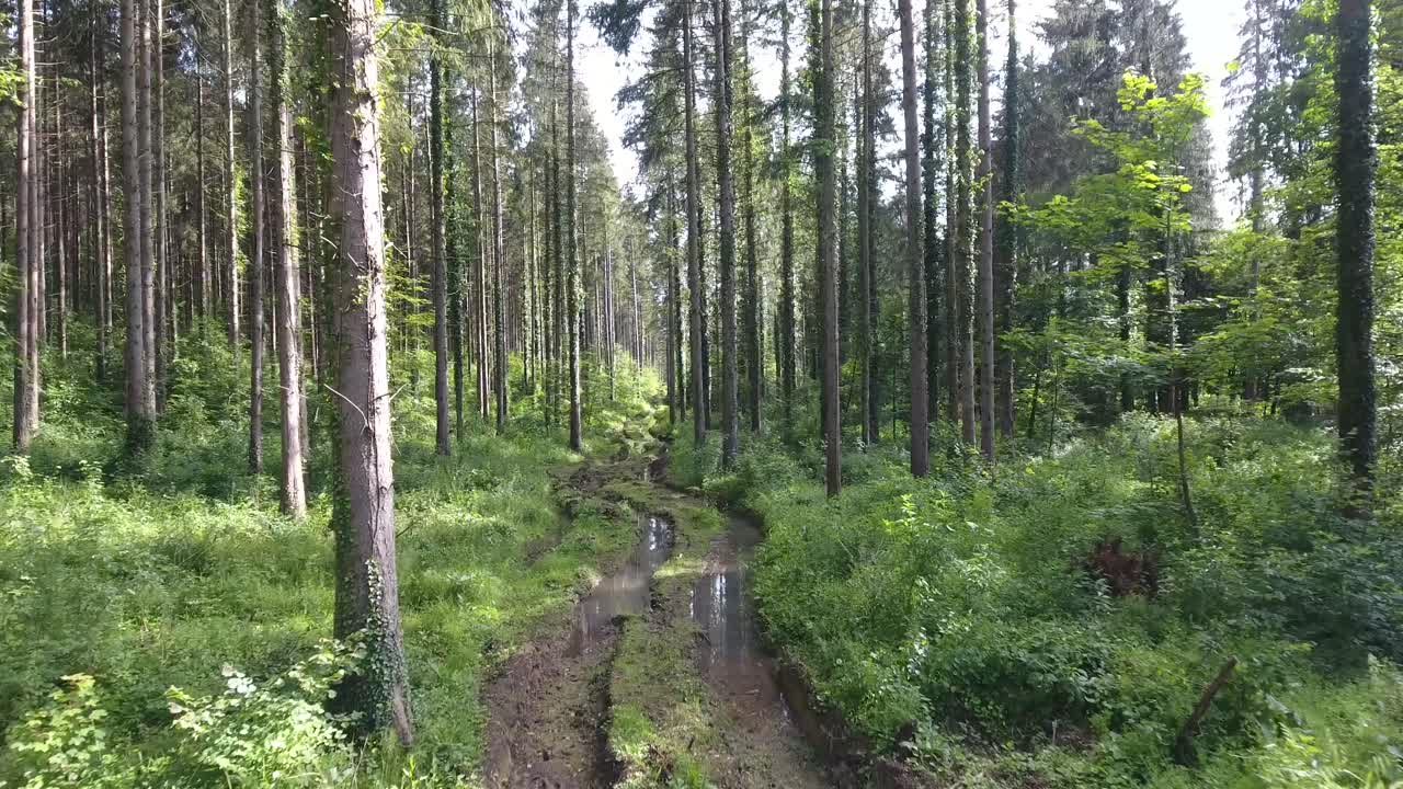 Létání mezi stromy dronem, blátivá cesta ve smrkovém lese, Verdun, Lotrinsko.