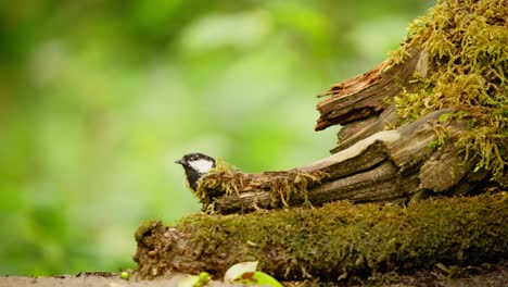 Great-Tit-in-Friesland-Netherlands-medium-side-view-of-bird-bending-over-to-chew-at-log